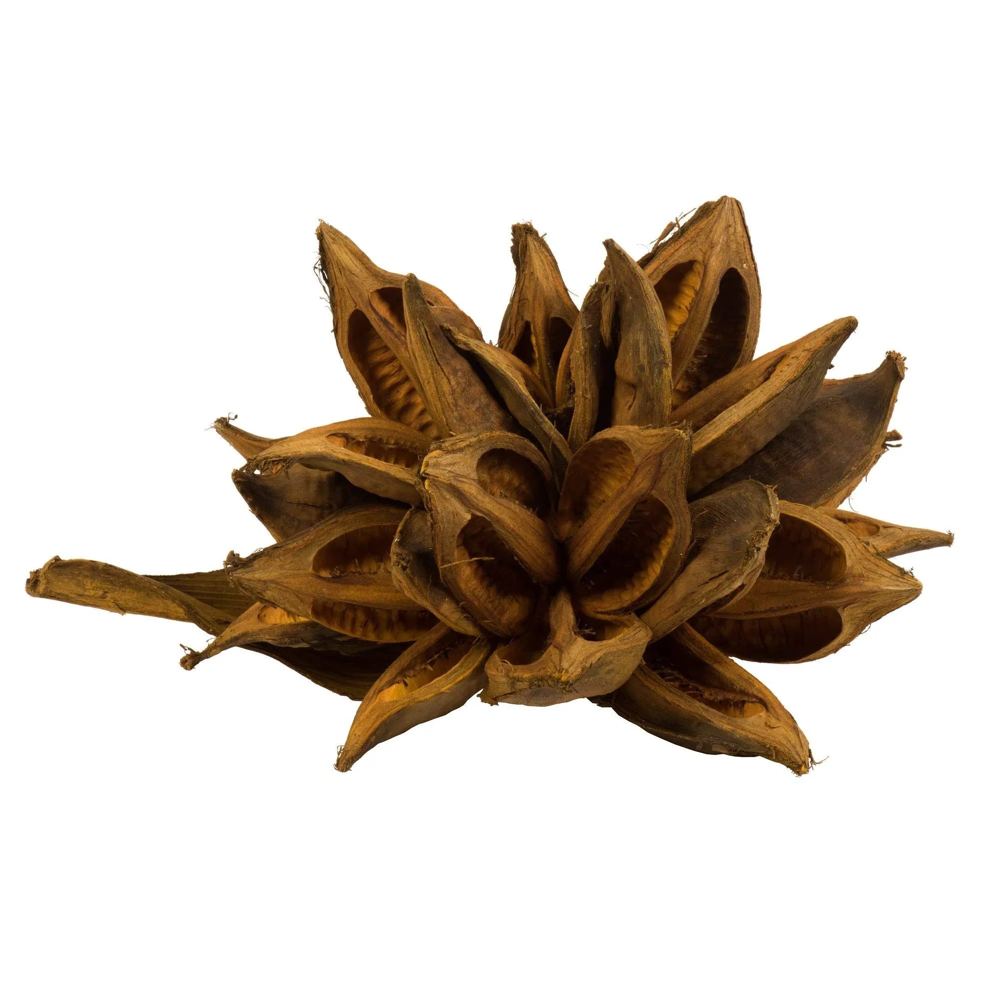 Vickerman 12" to 16" Aspen Gold Star Pod Extra Large - 1 Piece - Real Preserved Pod Decor for Home or Everyday Arrangements - Decorative Dried Botanicals - Botanical Dried Flowers