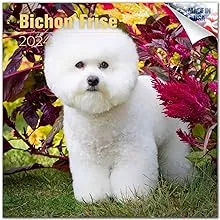 Bichon Frise Dog Breed Monthly Wall Calendar