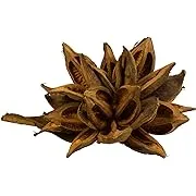 Vickerman 12" to 16" Aspen Gold Star Pod Extra Large - 1 Piece - Real Preserved Pod Decor for Home or Everyday Arrangements - Decorative Dried Botanicals - Botanical Dried Flowers