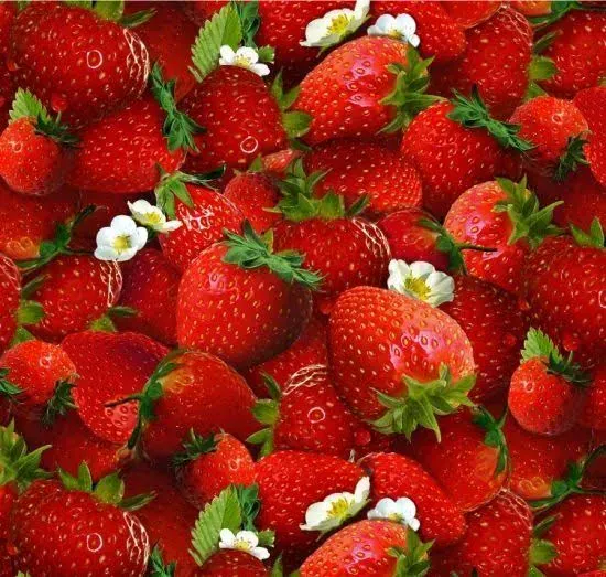 Strawberry Fabric Fruit Strawberries Cotton #155 Red Elizabeths Studio By Yard